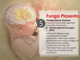 Pembentukan Hormon
Plasenta mensintesis sejumlah
hormone antara lain:5
Fungsi Plasenta
Hormon ini disebut juga
Somatomammotropin
korionik.HPL ditemukan dalam
sensitiotrofoblas pada minggu ke
2 sampai ketiga setelah
konsepsi.Konsentrasi HPL
meningkat terus sampai sekitar
minggu ke 34 sampai ke 36
kehamilan.
B. Human plasenta lactogen
(HPL)
 