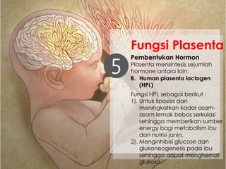 Pembentukan Hormon
Plasenta mensintesis sejumlah
hormone antara lain:5
Fungsi Plasenta
Fungsi HPL sebagai berikut :
1). Untuk liposisis dan
meningkatkan kadar asam-
asam lemak bebas serkulasi
sehingga memberikan sumber
energy bagi metabolism ibu
dan nutrisi janin.
2). Menginhibisi glucose dan
glukoneogenesis pada ibu
sehingga dapat menghemat
glukosa.
B. Human plasenta lactogen
(HPL)
 