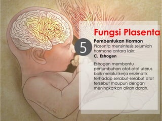 Pembentukan Hormon
Plasenta mensintesis sejumlah
hormone antara lain:5
Fungsi Plasenta
C. Estrogen
Estrogen membantu
pertumbuhan otot-otot uterus
baik melalui kerja enzimatik
terhadap serabut-serabut otot
tersebut maupun dengan
meningkatkan aliran darah.
 