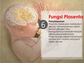 Penyimpanan
Plasenta melakukan metabolism
glikosa, menyimpannya dalam
bentuk glikogen dan
mengubahnya kembali menjadi
glikosa sesuai kebutuhan.
Plasenta juga dapat menyimpan
zat besi dan vitamin yang larut
dalam lemak.
6
Fungsi Plasenta
 