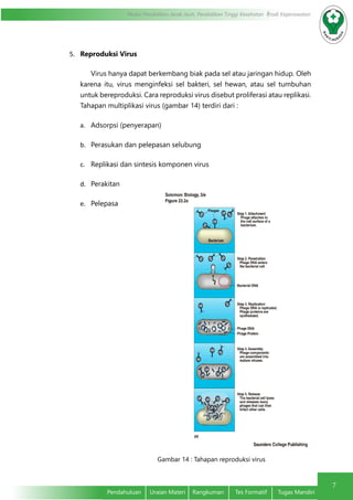 7
Modul Pendidikan Jarak Jauh, Pendidikan Tinggi Kesehatan Prodi Keperawatan
Pendahuluan	 Uraian Materi	 Rangkuman	 Tes Formatif	 Tugas Mandiri
5.	 Reproduksi Virus
Virus hanya dapat berkembang biak pada sel atau jaringan hidup. Oleh
karena itu, virus menginfeksi sel bakteri, sel hewan, atau sel tumbuhan
untuk bereproduksi. Cara reproduksi virus disebut proliferasi atau replikasi. 
Tahapan multiplikasi virus (gambar 14) terdiri dari :
a.	 Adsorpsi (penyerapan)
b.	 Perasukan dan pelepasan selubung
c.	 Replikasi dan sintesis komponen virus
d.	 Perakitan
e.	 Pelepasa
Gambar 14 : Tahapan reproduksi virus
 