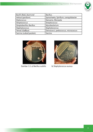 9
Modul Pendidikan Jarak Jauh, Pendidikan Tinggi Kesehatan Prodi Keperawatan
Bacilli (Rod), blunt end Bacillus
Helical (spirillum) Spirochaeta, Spirillum, campylobacter
Diplococcus Neisseria, Moraxela
Streptococcus Streptococcus
Streptobacillus Bacillus Mycobacterium
Staphylococcus Staphylococcus
Tetrad (Gaffkya) Deinococci, pediococcus, micrococcus
Sarcina (cuboid packets) Sarcina
	
	 Gambar 3.3: a) Bacillus subtilis b) Staphylococcus aureus
 