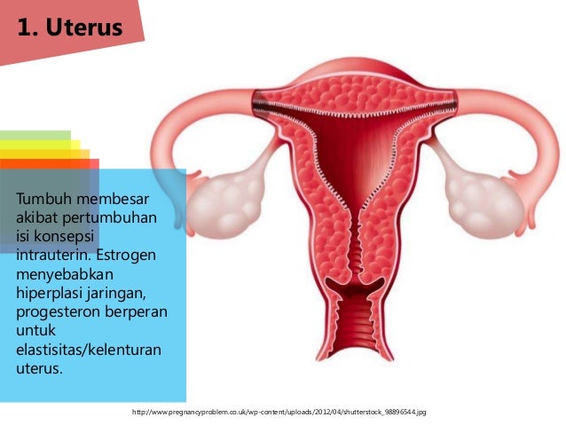 Kb 3 Perubahan Dan Adaptasi Fisiologis Pada Ibu Hamil