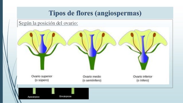 Estructura de la flor_MGomez