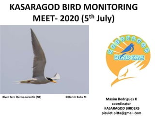 KASARAGOD BIRD MONITORING
MEET- 2020 (5th July)
Maxim Rodrigues K
coordinator
KASARAGOD BIRDERS
piculet.pitta@gmail.com
River Tern Sterna aurantia (NT) ©Harish Babu M
 