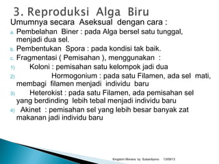 Umumnya secara Aseksual dengan cara :
a. Pembelahan Biner : pada Alga bersel satu tunggal,
menjadi dua sel.
b. Pembentukan Spora : pada kondisi tak baik.
c. Fragmentasi ( Pemisahan ), menggunakan :
1) Koloni : pemisahan satu kelompok jadi dua
2) Hormogonium : pada satu Filamen, ada sel mati,
membagi filamen menjadi individu baru
3) Heterokist : pada satu Filamen, ada pemisahan sel
yang berdinding lebih tebal menjadi individu baru
4) Akinet : pemisahan sel yang lebih besar banyak zat
makanan jadi individu baru
13/09/13Kingdom Monera by Subardiyono
 