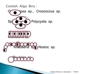 Gloeocapsa sp., Croococcus sp.
Spirulima sp., Polycystis sp.
Oscilatoria sp.
Anabaena sp., Nostoc sp.
Rivularia sp.
13/09/13Kingdom Monera by Subardiyono
 
