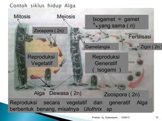 13/09/13Protista by Subardiyono 10
Reproduksi secara vegetatif dan generatif Alga
berbentuk benang, misalnya Ulothrix sp
Zoospora ( 2n)
Reproduksi
Vegetatif
Reproduksi
Generatif
( Isogami )
Isogamet = gamet
yang sama ( n)
Zigot ( 2n )
Alga Dewasa ( 2n) Zoospora ( 2n)
Gametangia
Mitosis Meiosis
Fertilisasi
 