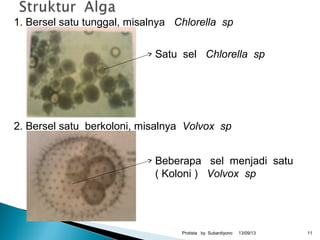 13/09/13Protista by Subardiyono 11
1. Bersel satu tunggal, misalnya Chlorella sp
2. Bersel satu berkoloni, misalnya Volvox sp
Satu sel Chlorella sp
Beberapa sel menjadi satu
( Koloni ) Volvox sp
 