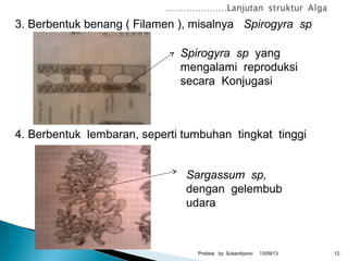13/09/13Protista by Subardiyono 12
3. Berbentuk benang ( Filamen ), misalnya Spirogyra sp
4. Berbentuk lembaran, seperti tumbuhan tingkat tinggi
Spirogyra sp yang
mengalami reproduksi
secara Konjugasi
Sargassum sp,
dengan gelembub
udara
 
