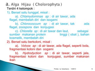 Terdiri 4 kelompok :
1). Bersel satu tunggal, misal :
a). Chlamydominas sp : di air tawar, ada
flagel, membelah diri dan isogami
b). Chlorococcum sp : di air tawar, tak ada
flagel, zoospora dan konjugasi
c). Chlorella sp : di air tawar dan laut, sebagai
sumber makanan protein tinggi ( obat ), bahan
kosmetik, membelah diri
2). Bersel satu berkoloni, misal :
a). Volvox sp : di air tawar, ada flagel, seperti bola,
fragmentasi koloni dan oogami
b). Hydrodyction sp : di air tawar, seperti jala,
fragmentasi koloni dan konjugasi, sumber makanan
ikan
13/09/13Protista by Subardiyono 14
 