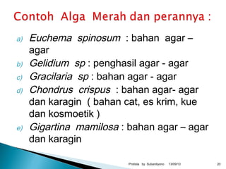 a) Euchema spinosum : bahan agar –
agar
b) Gelidium sp : penghasil agar - agar
c) Gracilaria sp : bahan agar - agar
d) Chondrus crispus : bahan agar- agar
dan karagin ( bahan cat, es krim, kue
dan kosmoetik )
e) Gigartina mamilosa : bahan agar – agar
dan karagin
13/09/13Protista by Subardiyono 20
 