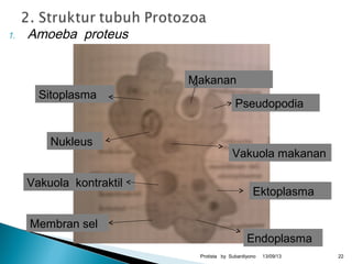 1. Amoeba proteus
13/09/13Protista by Subardiyono 22
Makanan
Pseudopodia
Vakuola makanan
Nukleus
Sitoplasma
Ektoplasma
Endoplasma
Vakuola kontraktil
Membran sel
 
