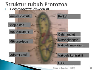 2. Paramaecium caudatum
13/09/13Protista by Subardiyono 23
Vakuola kontraktil
Celah mulut
Vakuola makanan
Kerongkongan
Makronukleus
Mikronukleus
Lubang anal
FelikelVakuola kontraktil
Cilia
Sitoplasma
 