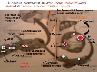 13/09/13Protista by Subardiyono 25
6. a. Sporozoit di
ludah nyamuk
Sporozoit ikut
masuk tubuh
manusia
6.b. Sporozoit di tubuh manusia
dalam pembuluh darah
7. Kriptozoit
Sel
darah
merah
9. Merozoit
8. Skizon
10. Gametosit
1. Gametosit
terisap nyamuk
2.a.Makrogamet
2.b.Mikrogamet
3. Zigot
4. Ookinet
5. Ookista
Hati
Tubuh
nyamuk
Manusia
 