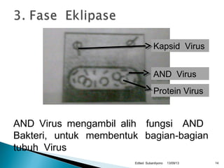 13/09/13Edited Subardiyono
AND Virus
Protein Virus
AND Virus mengambil alih fungsi AND
Bakteri, untuk membentuk bagian-bagian
tubuh Virus
14
Kapsid Virus
 