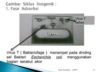 13/09/13Edited Subardiyono
Virus T
bebas
Virus T ( Bakteriofage ) menempel pada dinding
sel Bakteri Escherichia coli menggunakan
bagian serabut ekor
BAKTERI
18
 