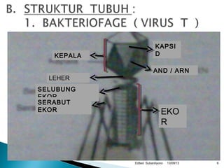 13/09/13Edited Subardiyono
AND / ARN
KEPALA
SELUBUNG
EKOR
SERABUT
EKOR
KAPSI
D
EKO
R
LEHER
6
 