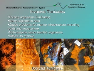 Botryllid Tunicates Invasive Tunicates  Fouling organisms (tunicates)  Many originate in Asia Cause problems for marine infrastructure including boats and aquaculture Out-compete native benthic organisms Difficult to remove 