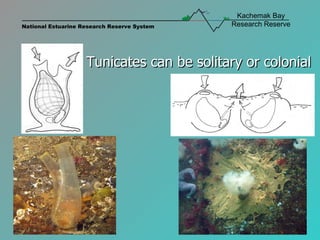 Tunicates can be solitary or colonial 