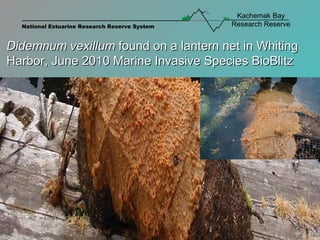 Didemnum vexillum  found on a lantern net in Whiting Harbor, June 2010 Marine Invasive Species BioBlitz 