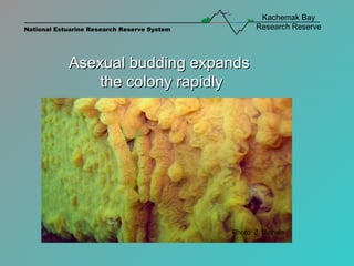 Asexual budding expands  the colony rapidly Photo: J. Nichols 