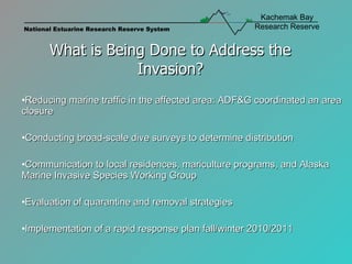 What is Being Done to Address the Invasion? Reducing marine traffic in the affected area: ADF&G coordinated an area closure Conducting broad-scale dive surveys to determine distribution Communication to local residences, mariculture programs, and Alaska Marine Invasive Species Working Group Evaluation of quarantine and removal strategies Implementation of a rapid response plan fall/winter 2010/2011 