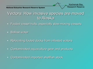 Vectors: How invasive species are moved to Alaska Fouled vessel hulls, especially slow-moving vessels Ballast water Relocating fouled docks from infested waters Contaminated aquaculture gear and products Contaminated imported shellfish stock 