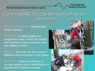 Current KBRR Tunicate Monitoring Program:  2006-2010 Monitoring locations :  Seldovia and Homer Harbors Methods :  10 plastic plates are suspended under a brick (for weight) and checked 3 times a year for what has settled on them Results :  Normally we see around 5 different native tunicates on the plates. Best Bets :  Catie is working on a tunicate guide to aid in identification of resident and invasive tunicates 