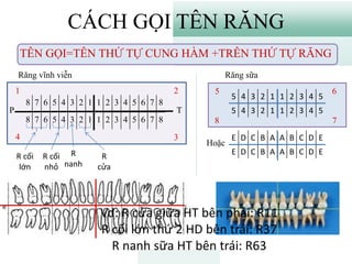 GIẢI PHẪU SINH LÝ RĂNG MIỆNG | PDF