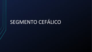 SEGMENTO CEFÁLICO
 
