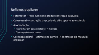 Reflexos pupilares
• Fotomotor – feixe luminoso produz contração da pupila
• Consensual – contração da pupila do olho oposto ao estímulo
• Acomodação
• Fixar olhar em ponto distante -> midríase
• Objeto próximo -> miose
• Corneopalpebral – Estímulo na córnea -> contração do músculo
orbicular
 