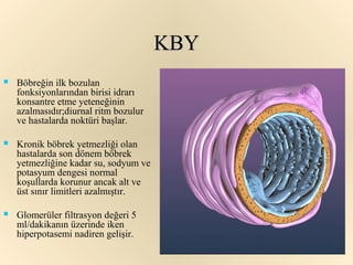 KBY
   Böbreğin ilk bozulan
    fonksiyonlarından birisi idrarı
    konsantre etme yeteneğinin
    azalmasıdır;diurnal ritm bozulur
    ve hastalarda noktüri başlar.

   Kronik böbrek yetmezliği olan
    hastalarda son dönem böbrek
    yetmezliğine kadar su, sodyum ve
    potasyum dengesi normal
    koşullarda korunur ancak alt ve
    üst sınır limitleri azalmıştır.

   Glomerüler filtrasyon değeri 5
    ml/dakikanın üzerinde iken
    hiperpotasemi nadiren gelişir.
 