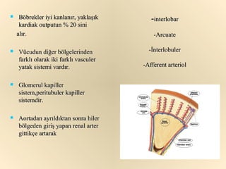     Böbrekler iyi kanlanır, yaklaşık      -interlobar
     kardiak outputun % 20 sini
    alır.                                   -Arcuate

   Vücudun diğer bölgelerinden           -İnterlobuler
    farklı olarak iki farklı vasculer
    yatak sistemi vardır.               -Afferent arteriol


   Glomerul kapiller
    sistem,peritubuler kapiller
    sistemdir.

   Aortadan ayrıldıktan sonra hiler
    bölgeden giriş yapan renal arter
    gittikçe artarak
 