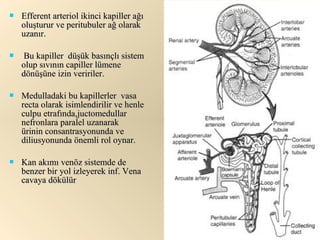    Efferent arteriol ikinci kapiller ağı
    oluşturur ve peritubuler ağ olarak
    uzanır.

   Bu kapiller düşük basınçlı sistem
    olup sıvının capiller lümene
    dönüşüne izin veririler.

   Medulladaki bu kapillerler vasa
    recta olarak isimlendirilir ve henle
    culpu etrafında,juctomedullar
    nefronlara paralel uzanarak
    ürinin consantrasyonunda ve
    diliusyonunda önemli rol oynar.

   Kan akımı venöz sistemde de
    benzer bir yol izleyerek inf. Vena
    cavaya dökülür
 