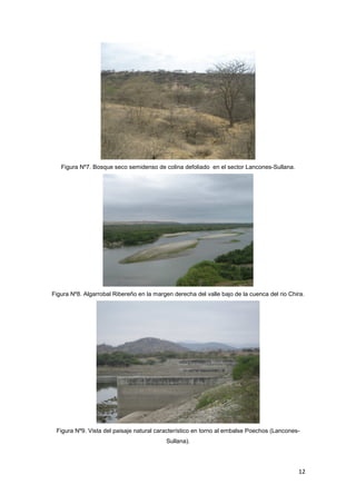 12
Figura Nº7. Bosque seco semidenso de colina defoliado en el sector Lancones-Sullana.
Figura Nº8. Algarrobal Ribereño en la margen derecha del valle bajo de la cuenca del rio Chira.
Figura Nº9. Vista del paisaje natural característico en torno al embalse Poechos (Lancones-
Sullana).
 