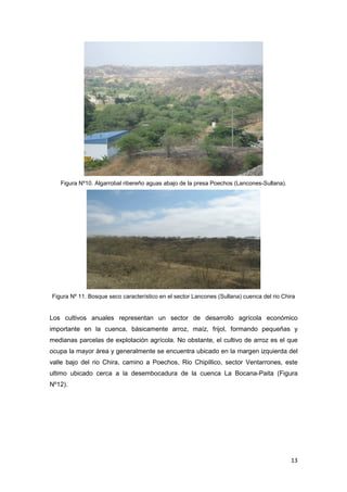 13
Figura Nº10. Algarrobal ribereño aguas abajo de la presa Poechos (Lancones-Sullana).
Figura Nº 11. Bosque seco característico en el sector Lancones (Sullana) cuenca del rio Chira
Los cultivos anuales representan un sector de desarrollo agrícola económico
importante en la cuenca, básicamente arroz, maíz, frijol, formando pequeñas y
medianas parcelas de explotación agrícola. No obstante, el cultivo de arroz es el que
ocupa la mayor área y generalmente se encuentra ubicado en la margen izquierda del
valle bajo del rio Chira, camino a Poechos, Rio Chipillico, sector Ventarrones, este
ultimo ubicado cerca a la desembocadura de la cuenca La Bocana-Paita (Figura
Nº12).
 
