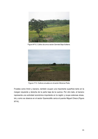 14
Figura Nº12. Cultivo de arroz sector Somate Bajo-Sullana.
Figura nº13. Cultivos anuales en el sector Miramar-Paita
Frutales como limón y banano, también ocupan una importante superficie tanto en la
margen izquierda y derecha de la parte baja de la cuenca. Por otro lado, el banano
representa una actividad económica importante en la región y ocupa extensas áreas,
tal y como se observa en el sector Querecotillo cerca al puente Miguel Checa (Figura
Nº14).
 