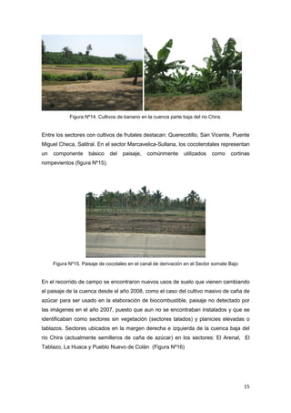 15
Figura Nº14. Cultivos de banano en la cuenca parte baja del rio Chira.
Entre los sectores con cultivos de frutales destacan: Querecotillo, San Vicente, Puente
Miguel Checa, Salitral. En el sector Marcavelica-Sullana, los cocoterotales representan
un componente básico del paisaje, comúnmente utilizados como cortinas
rompevientos (figura Nº15).
Figura Nº15. Paisaje de cocotales en el canal de derivación en el Sector somate Bajo
En el recorrido de campo se encontraron nuevos usos de suelo que vienen cambiando
el paisaje de la cuenca desde el año 2008, como el caso del cultivo masivo de caña de
azúcar para ser usado en la elaboración de biocombustible, paisaje no detectado por
las imágenes en el año 2007, puesto que aun no se encontraban instalados y que se
identificaban como sectores sin vegetación (sectores talados) y planicies elevadas o
tablazos. Sectores ubicados en la margen derecha e izquierda de la cuenca baja del
rio Chira (actualmente semilleros de caña de azúcar) en los sectores: El Arenal, El
Tablazo, La Huaca y Pueblo Nuevo de Colán (Figura Nº16)
 