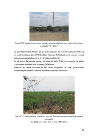 16
Figura Nº16. Ampliación de frontera agrícola cultivo de caña brava para producción de etanol
en el sector “El Tablazo”
Lo que más llama la atención es que dicha actividad se encuentra ubicada dentro de
un sector declarado por el INC (Instituto Nacional de Cultura) como zona de reserva
paleontológica específicamente en el Tablazo del Arenal.
En el sector Tamarindo margen derecha del bajo Chira se encuentra la planta
procesadora de etanol de la empresa Caña Brava.
Ausencia de pastos naturales en las zonas marginales del valle, generalmente
compuesta por paisajes colinosos de material calcáreo-bentonìtico.
Figura Nº17. Cultivo de Caña de azúcar – empresa Camposol- margen izquierda del canal de
derivación
(Km 29,9), parte media de la cuenca del Rio Chira.
 
