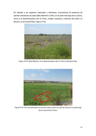 17
En relación a las especies matorrales y arbustivas, encontramos la presencia de
plantas indicadoras de sales Batis Maritima o vidrio, en la parte más baja de la cuenca,
cerca a la desembocadura del rio Chira, margen izquierda y derecha del sector La
Bocana, en El Arenal-Paita. (figura nº18)
Figura. Nº18. Batis Maritima, en la desembocadura del rio Chira La Bocana-Paita.
Figura Nº19. Foco de salinización en avance sobre cultivo de caña de azúcar en la parte baja
de la cuenca del rio Chira.
 