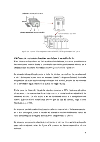 7
II.4 Etapas de crecimiento de cultivo asociados a la variación del Kc
Para determinar los valores Kc de los cultivos instalados en la cuenca, consideramos
las definiciones teóricas sobre el crecimiento del cultivo generalmente definido en 4
etapas (inicial, desarrollo, mediados del cultivo y senescencia, Figura Nº4.
La etapa inicial considerada desde la fecha de siembra para cultivos de manejo anual
o inicio de temporada para especies perennes (aparición de yemas foliares); domina la
evaporación del suelo sobre la transpiración (en este aspecto, el valor del Kc depende
de la cantidad de agua adicionada al cultivo por riego o lluvia).
En la etapa de desarrollo (desde la cobertura superior al 10%, hasta que el cultivo
alcanza una cobertura efectiva (floración) o cuando la planta ha alcanzado el 90% de
cobertura máxima. En esta etapa, el Kc se incrementa debido a la transpiración del
cultivo, pudiendo haber incrementos bruscos por los tipo de siembra, riego o lluvia
Garatuza et al. (1998).
La etapa de mediados del cultivo (cobertura efectiva hasta el inicio de la senescencia),
es la más prolongada, donde el valor de Kc alcanza su máximo rendimiento, siendo de
valor constante para la mayoría de los cultivos y superiores a la unidad.
La etapa de senescencia o tardía de crecimiento, el valor de Kc es variable y depende
poco del manejo del cultivo. La figura Nº4, presenta en forma esquemática, dichos
cambios.
 