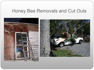 Honey Bee Removals and Cut Outs
 