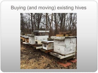 Buying (and moving) existing hives
 