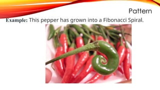 Pattern
Example: This pepper has grown into a Fibonacci Spiral.
 