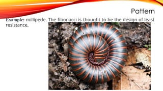 Pattern
Example: millipede. The fibonacci is thought to be the design of least
resistance.
 