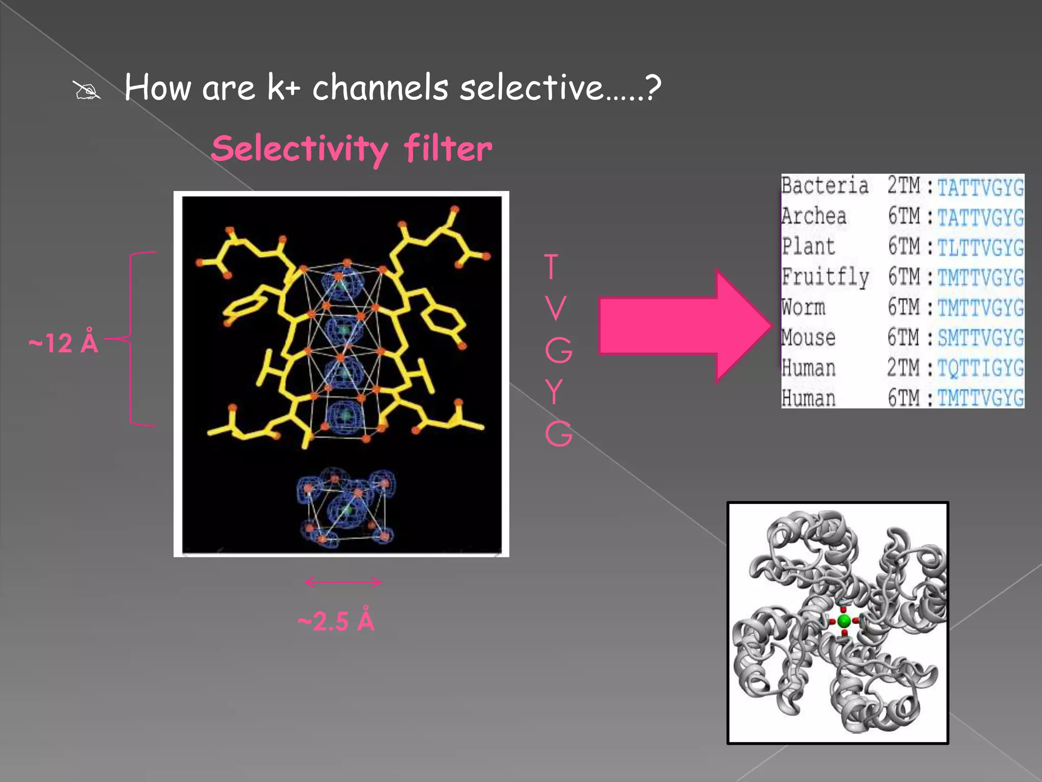  How are k+ channels selective…..?
Selectivity filter

T
V
G
Y
G

~12 Å

~2.5 Å

Series of
stereo
chemical
check points

 