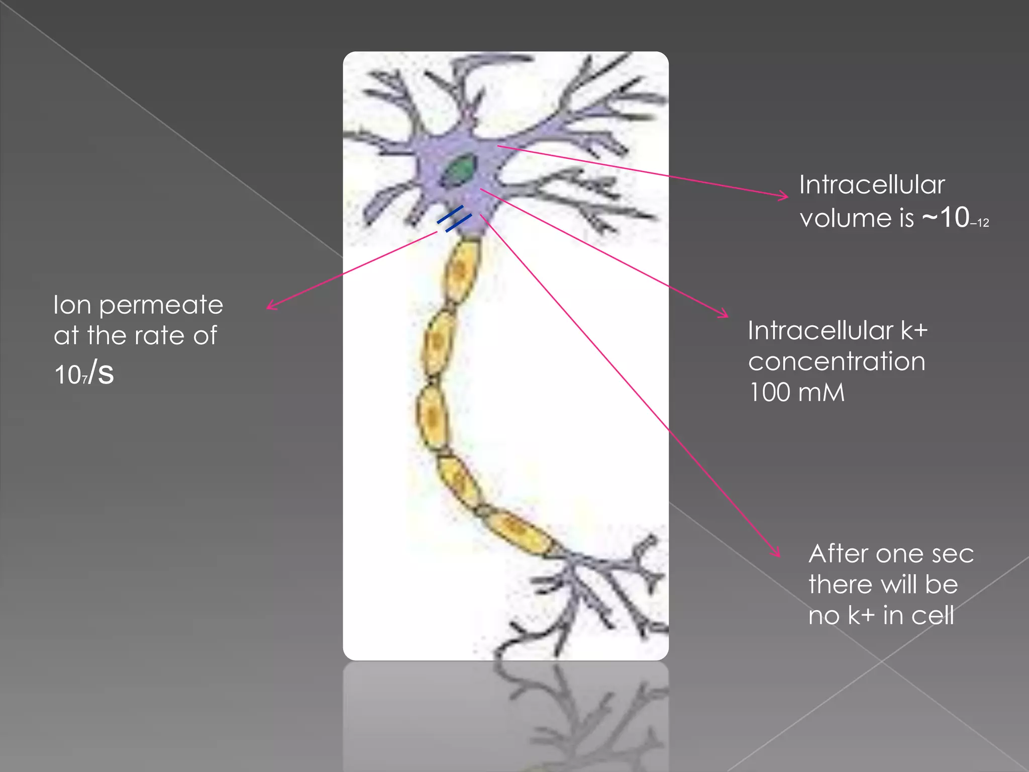 Intracellular
volume is ~10–12
Ion permeate
at the rate of
107/s

Intracellular k+
concentration
100 mM

After one sec
there will be
no k+ in cell

 