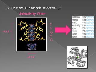  How are k+ channels selective…..?
Selectivity filter

T
V
G
Y
G

~12 Å

~2.5 Å

Series of
stereo
chemical
check points

 