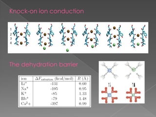 Knock-on ion conduction

The dehydration barrier

 